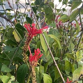 Photo of the plant species Odontonema tubaeforme by @QuirkyGerbera named Lebron on Greg, the plant care app