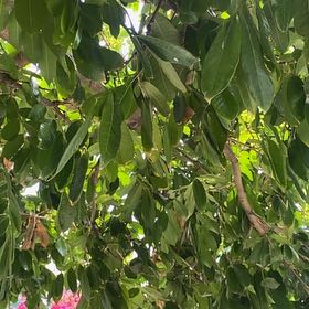 Photo of the plant species Brush Cherry by @QuirkyGerbera named Leonardo on Greg, the plant care app
