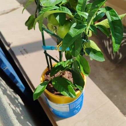 Photo of the plant species Limequat by @MajorBluebugle named Curie on Greg, the plant care app