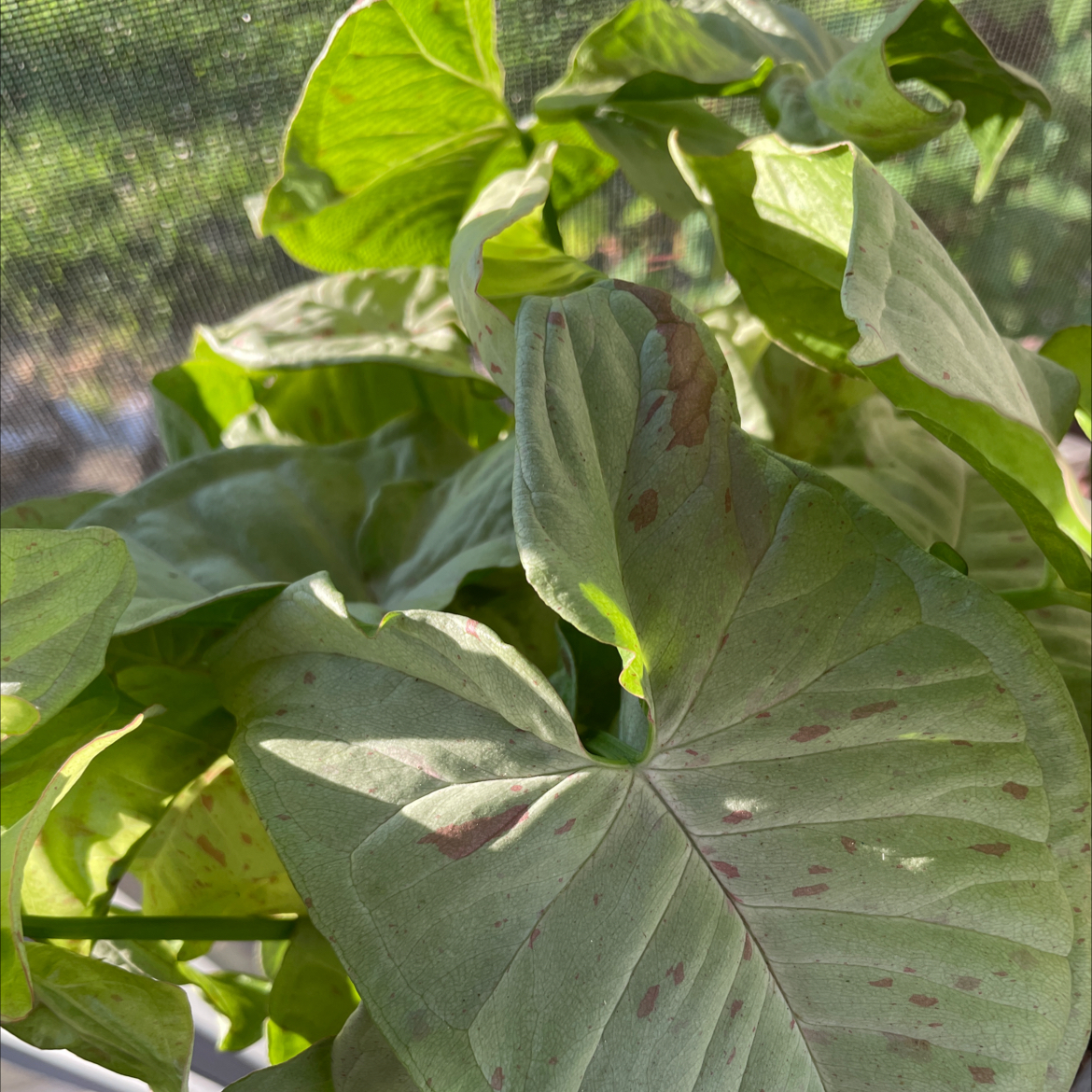 Syngonium 'Milk Confetti' plant with green leaves and pinkish spots, some browning visible.