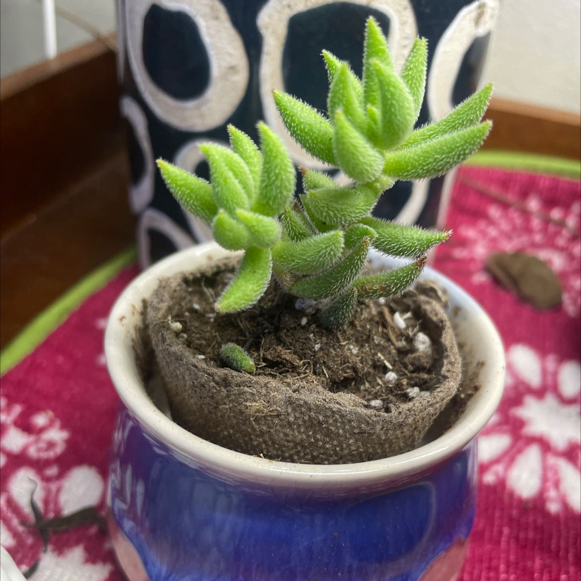 Crassula mesembryanthemoides plant in a blue pot with visible soil, healthy green leaves.