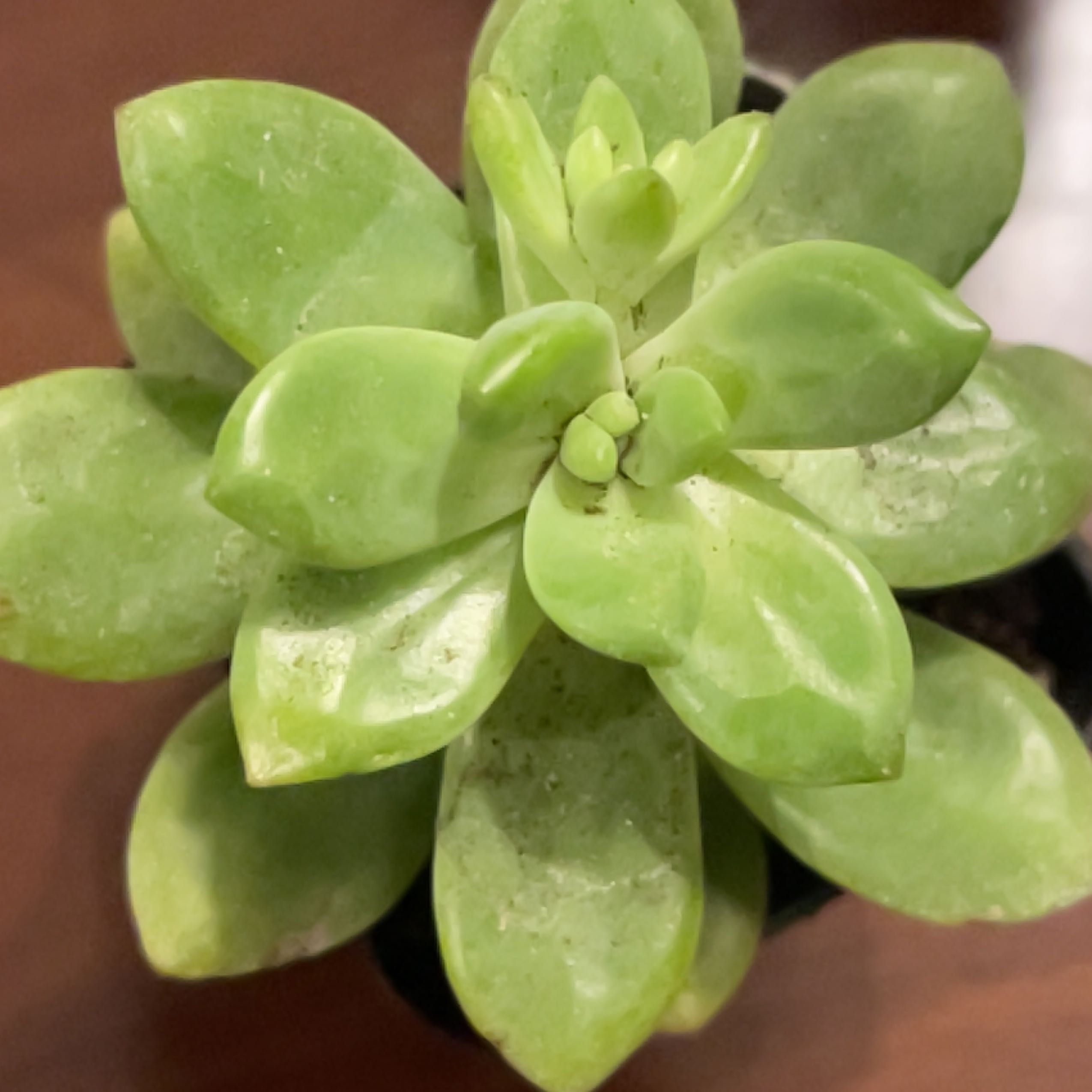 Palmer's Sedum succulent with green rosette leaves, healthy appearance.