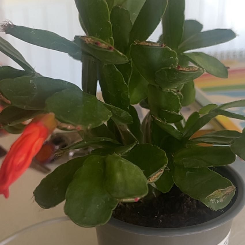 Photo of the plant species Rhipsalidopsis gaertneri 'Orange' by @JollyChainplant named Delilah on Greg, the plant care app