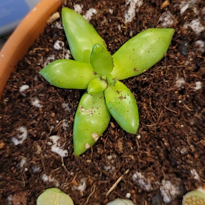 Photo of the plant species Pachyphytum fittkaui by @FabSeagrape13 named Little Engine That Could on Greg, the plant care app