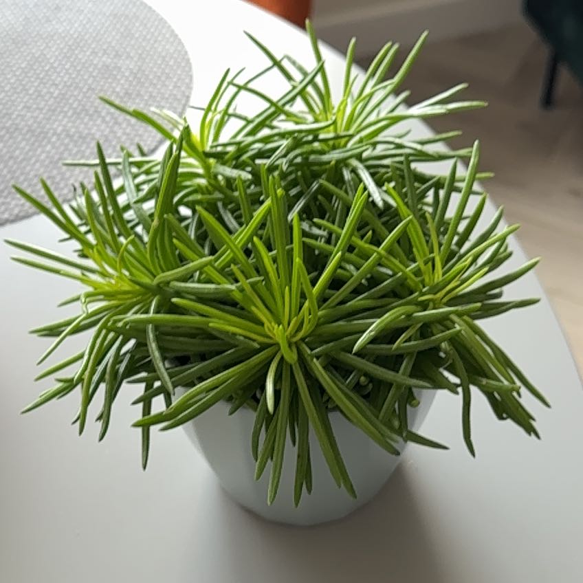 Photo of the plant species Senecio Himalaya by @StellarIronweed named Ežiukas on Greg, the plant care app