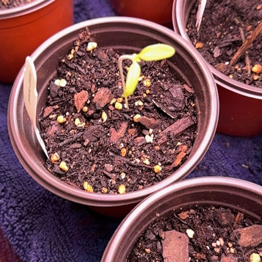 Photo of the plant species San Marzano Redorta Tomato by @MarvelSkunkbush named Naomi on Greg, the plant care app