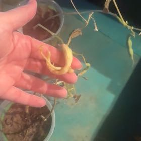 Photo of the plant species Heirloom Blue Lake Bush Bean by @MatchlessAtom85 named Zion on Greg, the plant care app