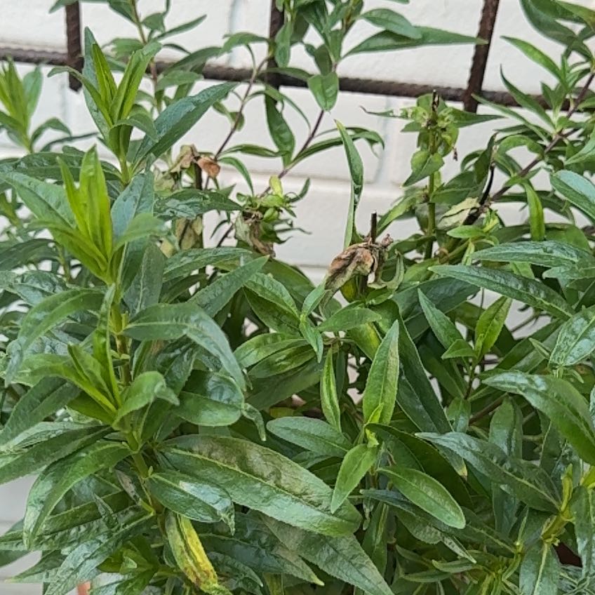 Photo of the plant species Penstemon 'Cha Cha Cherry' by @ElderCapesundew named Cha Cha on Greg, the plant care app
