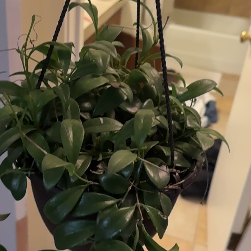 Photo of the plant species Variegated Mini Lipstick Plant by @CourageousRye named Homer on Greg, the plant care app