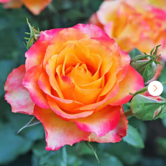 Photo of the plant species Cherry Parfait Rose by @leydeen named Orange Rose on Greg, the plant care app