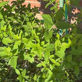 Photo of the plant species Limelight Hydrangea by @StarryPepino23 named Sanders on Greg, the plant care app