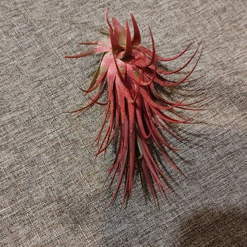 Photo of the plant species Air plant by @tertheplantgirl named Augustus on Greg, the plant care app