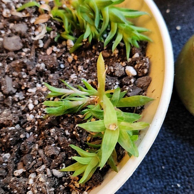 Photo of the plant species Deuterocohnia by @HomelyKaro14 named Plato on Greg, the plant care app