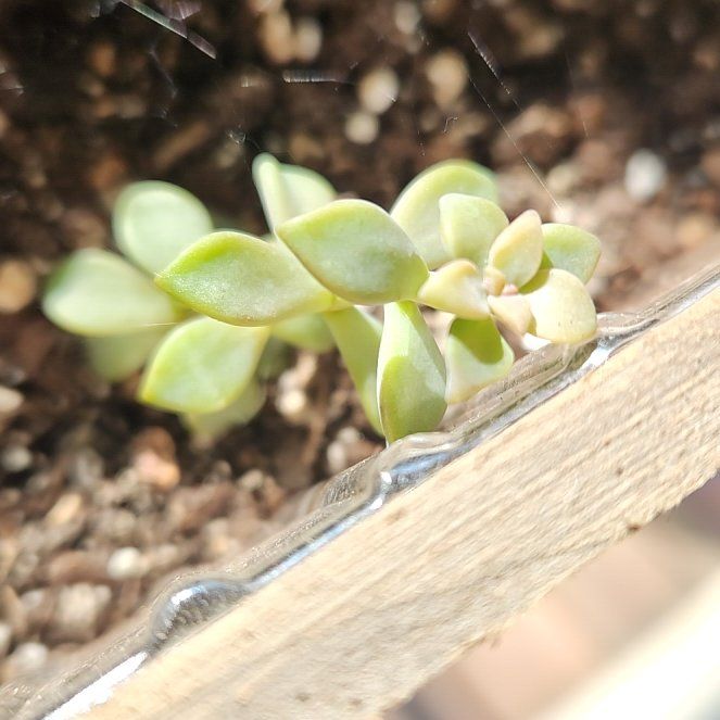 Photo of the plant species Painted Lady by @HomelyKaro14 named Mando on Greg, the plant care app
