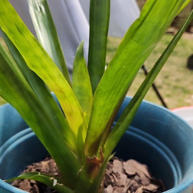 Photo of the plant species Guzmania Bromeliad by @HomelyKaro14 named Winston on Greg, the plant care app