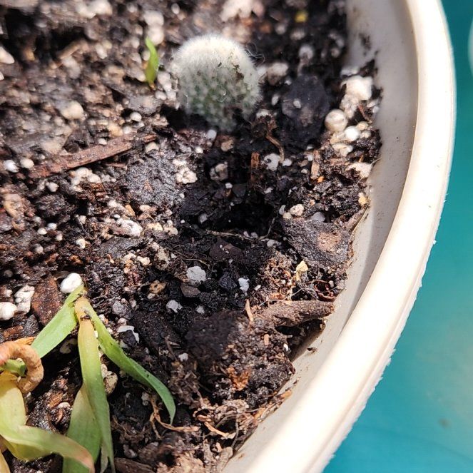 Photo of the plant species Bunny Ear Cactus 'Albospina' by @HomelyKaro14 named Zeus on Greg, the plant care app