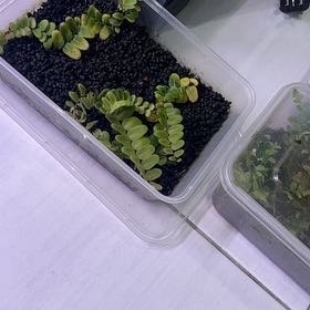 Photo of the plant species Marcgravia by @TopRuby29 named Xena on Greg, the plant care app