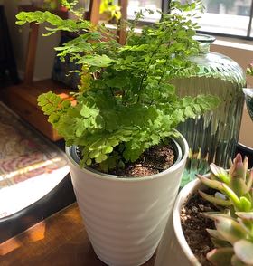 Photo of the plant species Valley Mist Fern by @LordlyBanyanfig named Sherlock on Greg, the plant care app