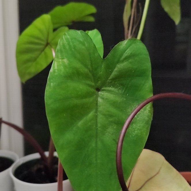 Photo of the plant species Colocasia Cleopatra's Kiss by @babymomma94 named Madonna on Greg, the plant care app