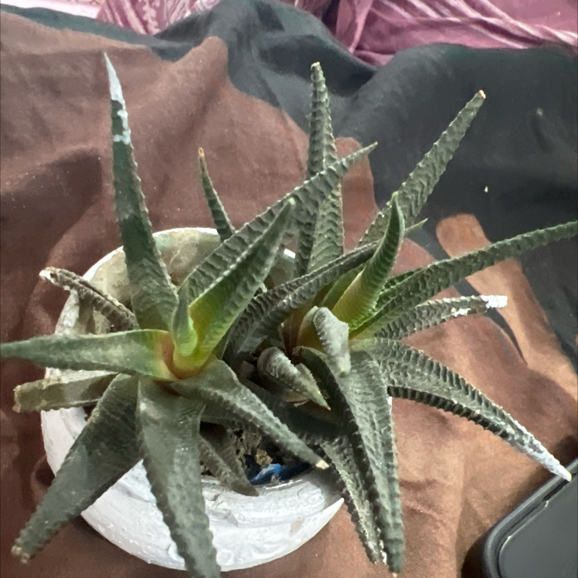 Photo of the plant species Haworthiopsis limifolia 'Twister' by @CalmOrpine53 named Coco on Greg, the plant care app