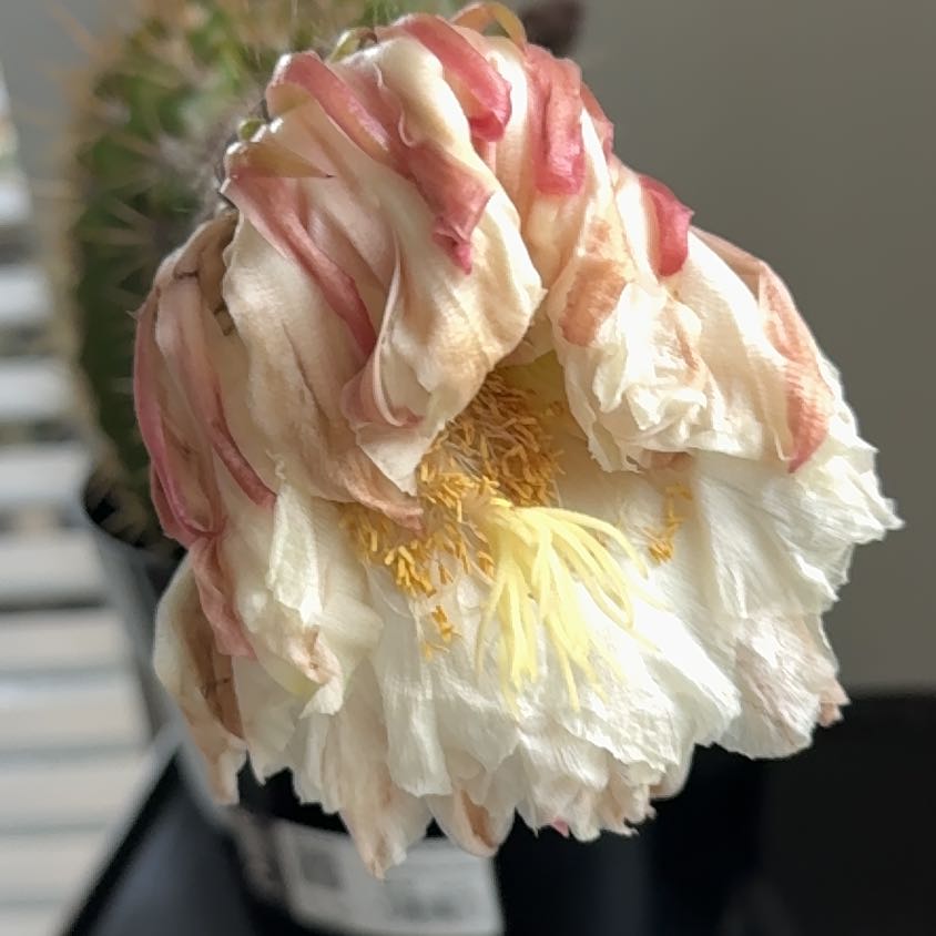 Photo of the plant species Sun Goddess Cactus by @VipComet11 named Sun goddess on Greg, the plant care app