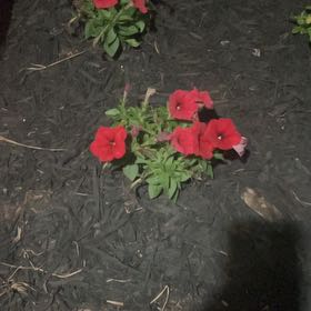 Photo of the plant species Petunia 'Cascadia' by @TopChilli80 named Walt on Greg, the plant care app