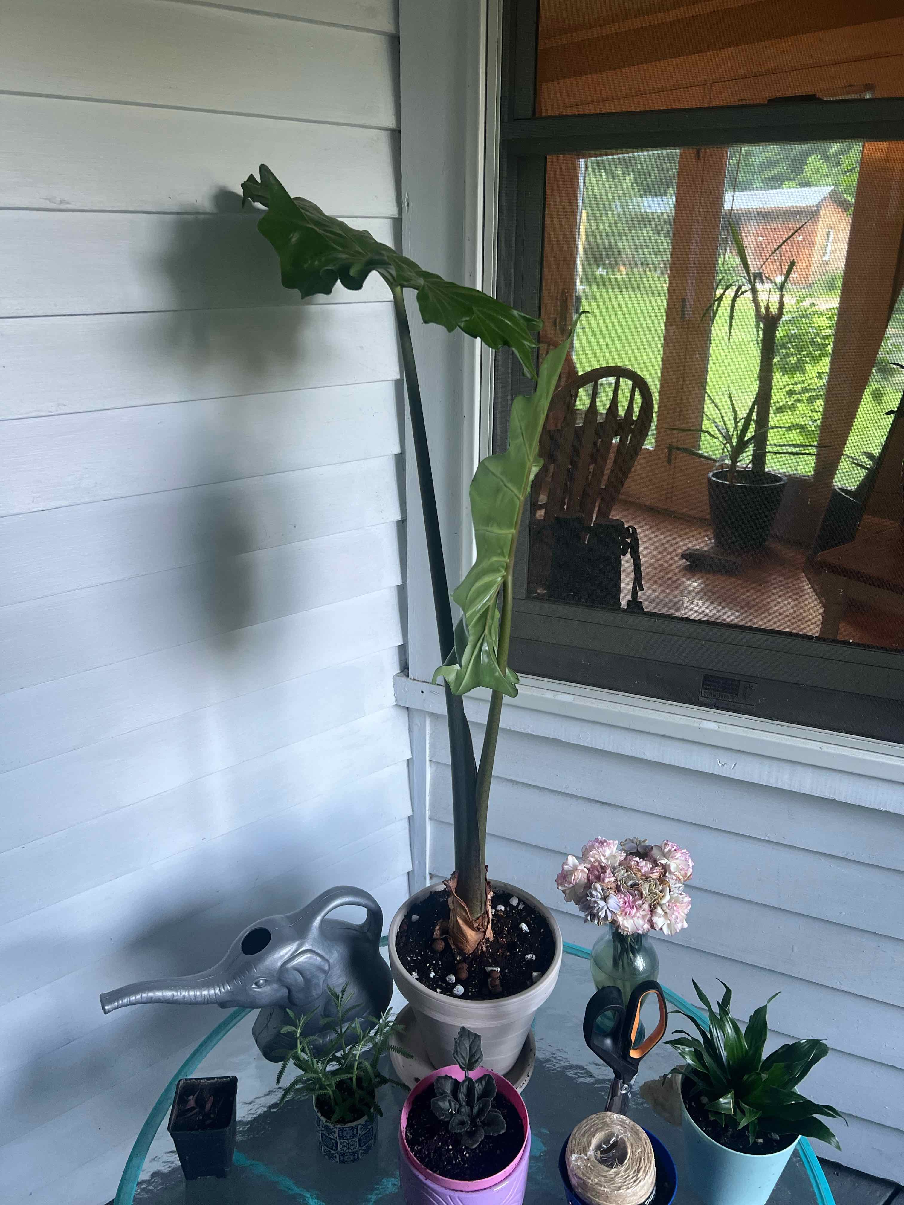 Photo of the plant species Alocasia portadora by @Littleleaflover named PortaDoris on Greg, the plant care app