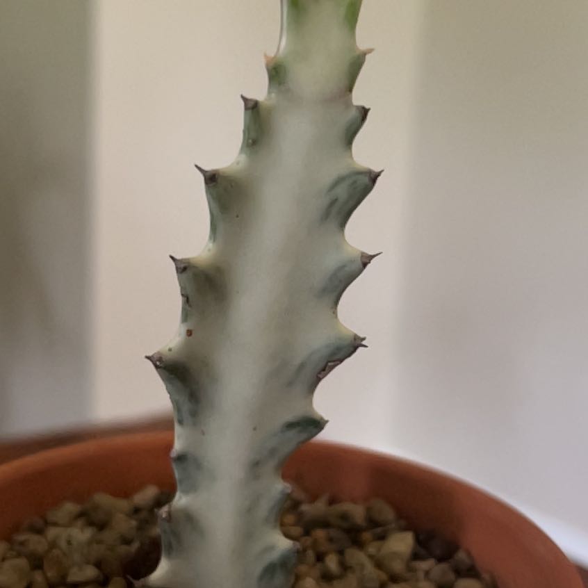 Photo of the plant species White Ghost Cactus by @Littleleaflover named Buster on Greg, the plant care app