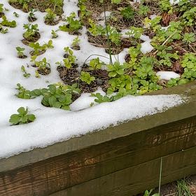 Photo of the plant species Northern Twinflower by @VisionaryFlax90 named Hemingway on Greg, the plant care app