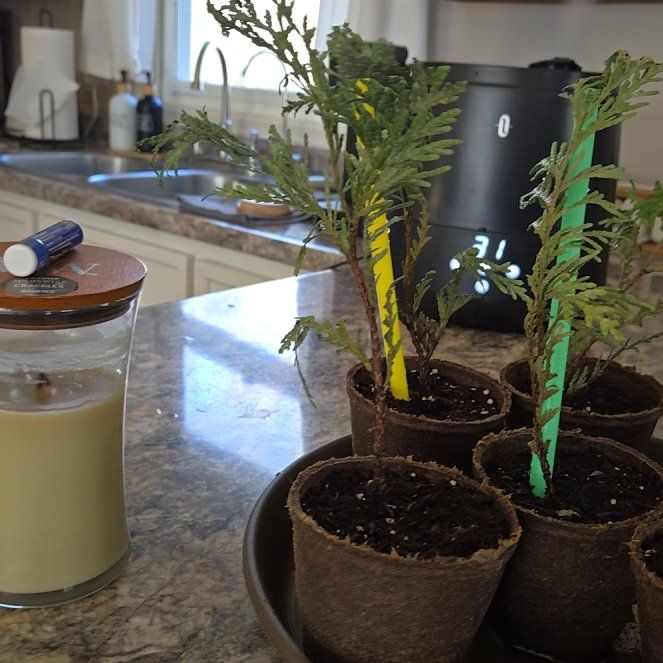 Photo of the plant species Green Giant Arborvitae by @PromisingHope15 named Achilles on Greg, the plant care app