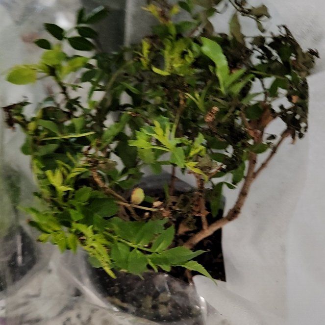 Photo of the plant species Tecoma fulva subsp. fulva by @PlenaryKale39 named Coco on Greg, the plant care app