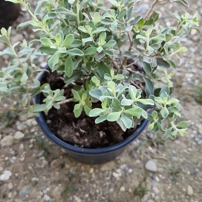 Photo of the plant species Silver Sagebrush by @PlenaryKale39 named Robert Plant on Greg, the plant care app