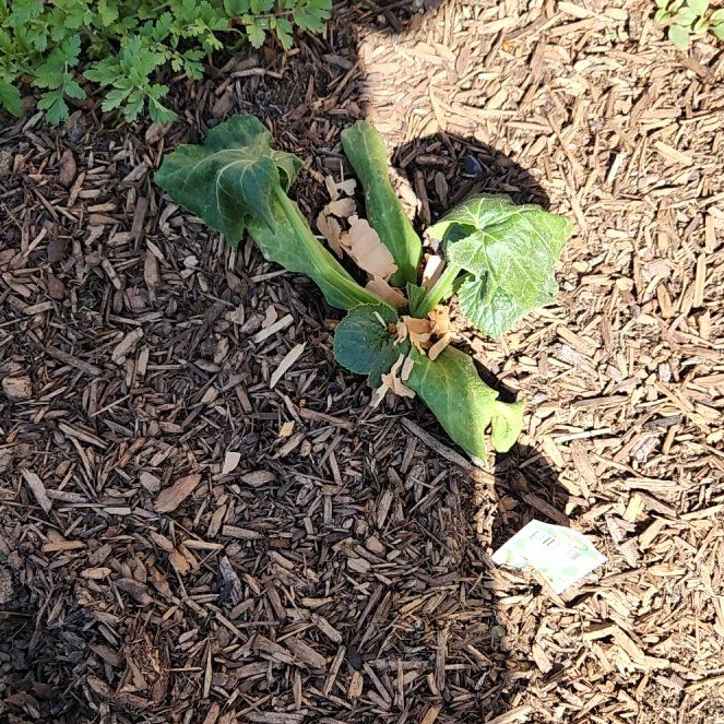Photo of the plant species Golden Zucchini by @PlenaryKale39 named Sonora on Greg, the plant care app
