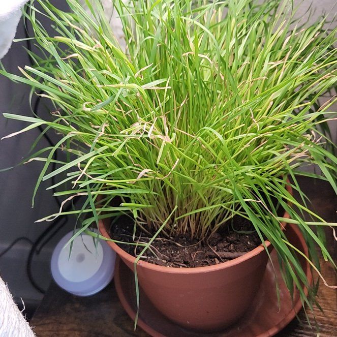 Photo of the plant species Common Wild Oat by @PlenaryKale39 named Treeyoncé on Greg, the plant care app