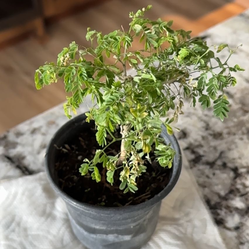 Photo of the plant species Brazillian Rain Tree by @FreeTimeout6 named Navajo on Greg, the plant care app