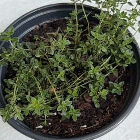 Photo of the plant species Common Thyme by @VipPhysicnut60 named Tolkien on Greg, the plant care app