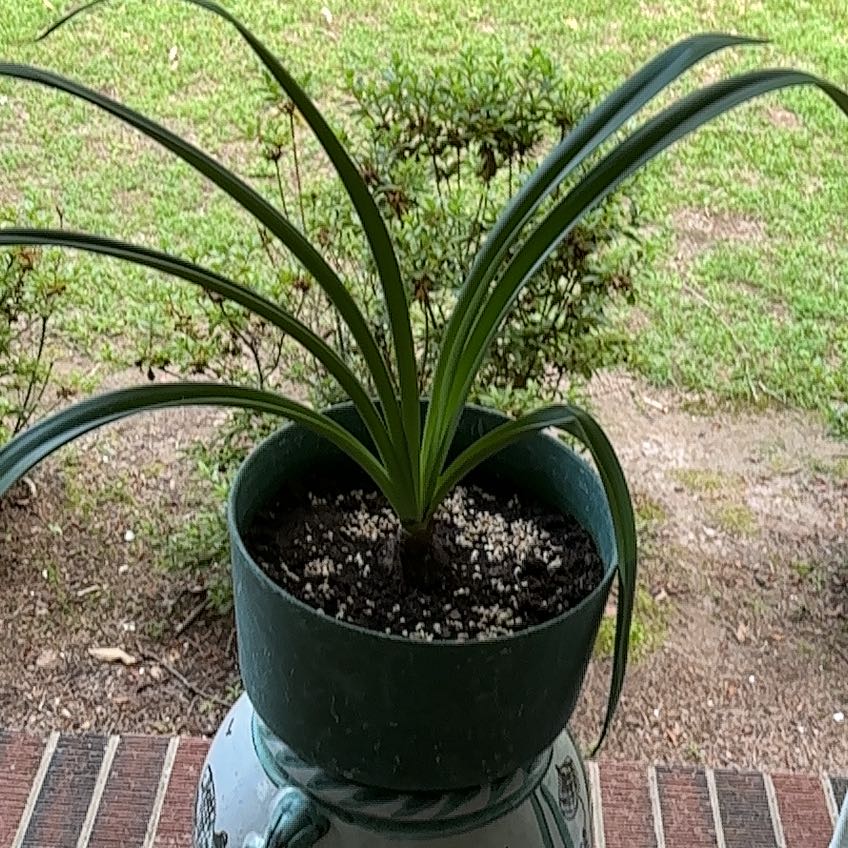 Photo of the plant species Minerva Amaryllis by @VipPhysicnut60 named Maya on Greg, the plant care app