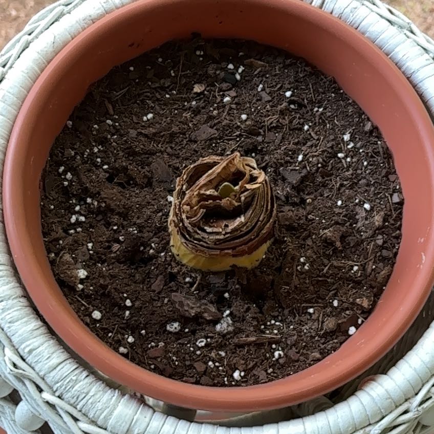 Photo of the plant species Minerva Amaryllis by @VipPhysicnut60 named Gregarious on Greg, the plant care app