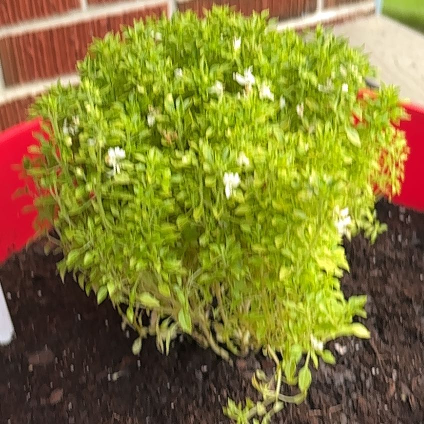 Photo of the plant species Thai Basil by @VipPhysicnut60 named Alice on Greg, the plant care app