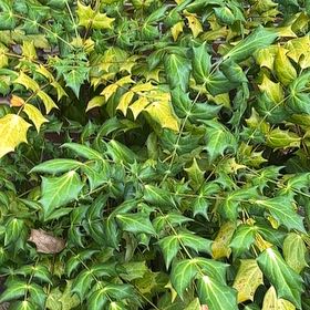 Photo of the plant species Beale's Mahonia by @VipPhysicnut60 named Forrest on Greg, the plant care app