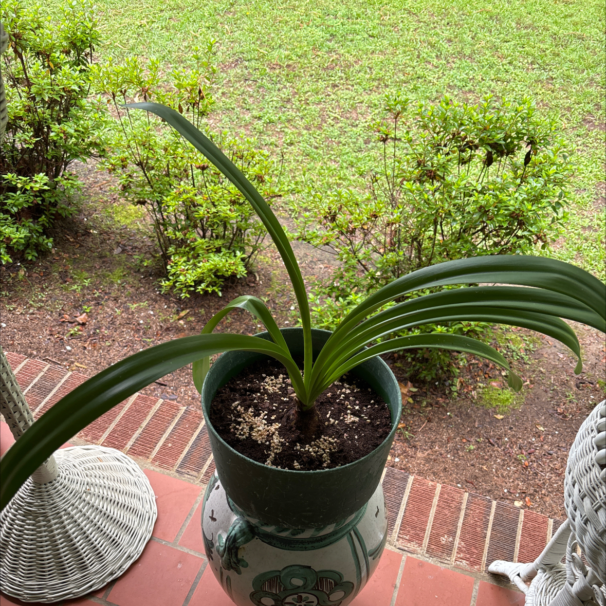 Photo of the plant species Minerva Amaryllis by @VipPhysicnut60 named Maya on Greg, the plant care app