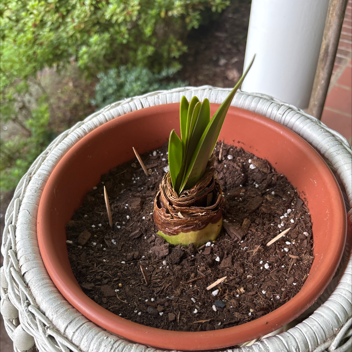 Photo of the plant species Minerva Amaryllis by @VipPhysicnut60 named Gregarious on Greg, the plant care app