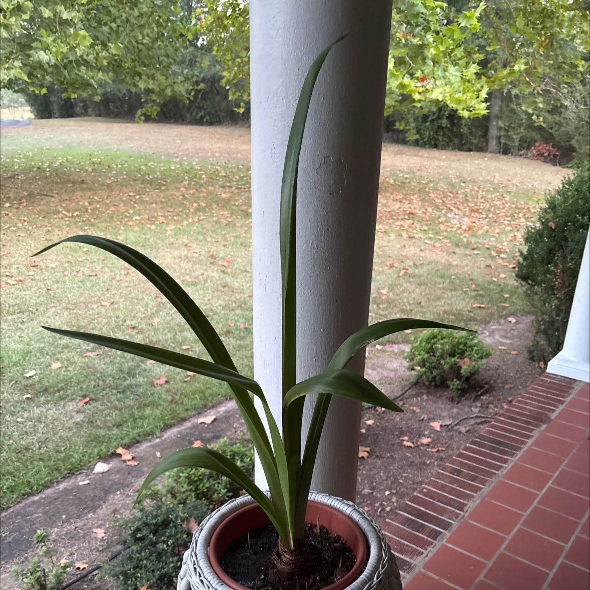 Photo of the plant species Minerva Amaryllis by @VipPhysicnut60 named Gregarious on Greg, the plant care app