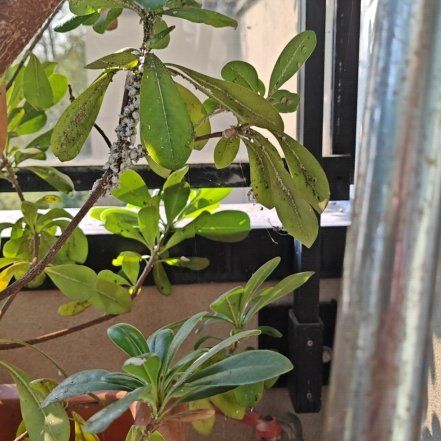 Photo of the plant species Karo by @WillRedtree93 named Sonora on Greg, the plant care app