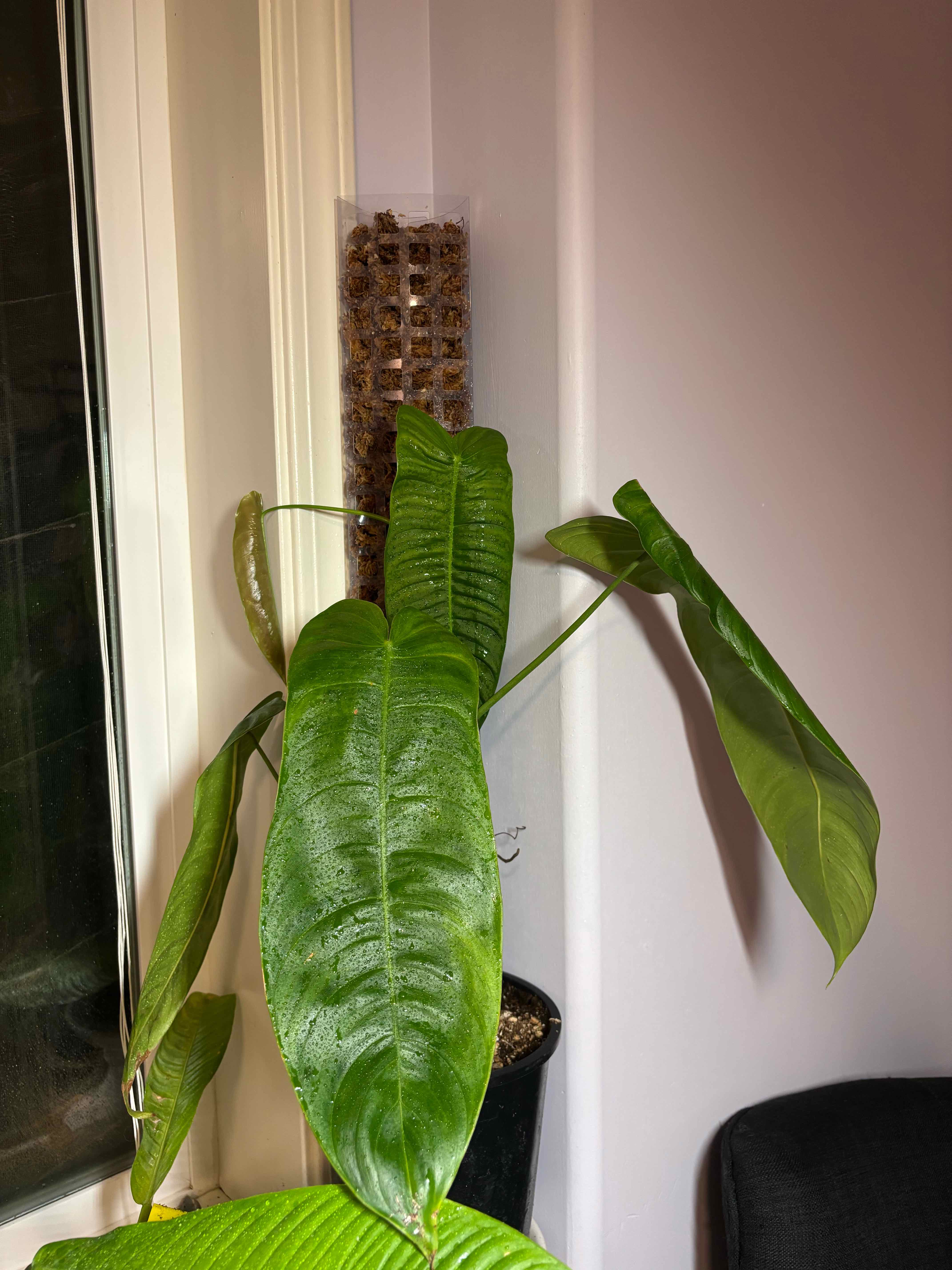 The Complete Philodendron sharoniae Plant Care Guide: Water, Light