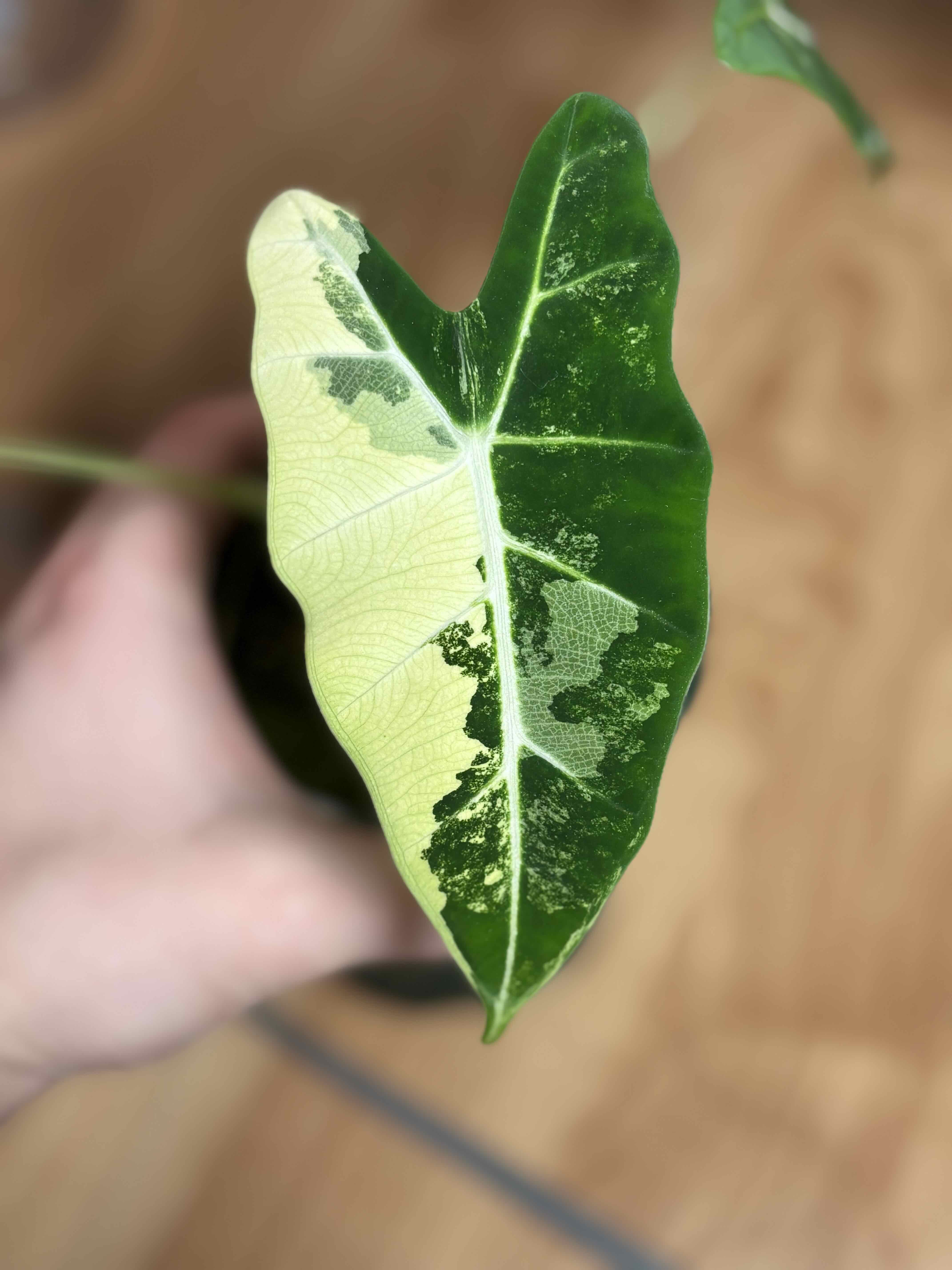 Photo of the plant species Alocasia Frydek by @TidyAvocado65 named Delilah on Greg, the plant care app