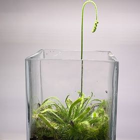 Photo of the plant species Filiformis by @TidyAvocado65 named Zion on Greg, the plant care app