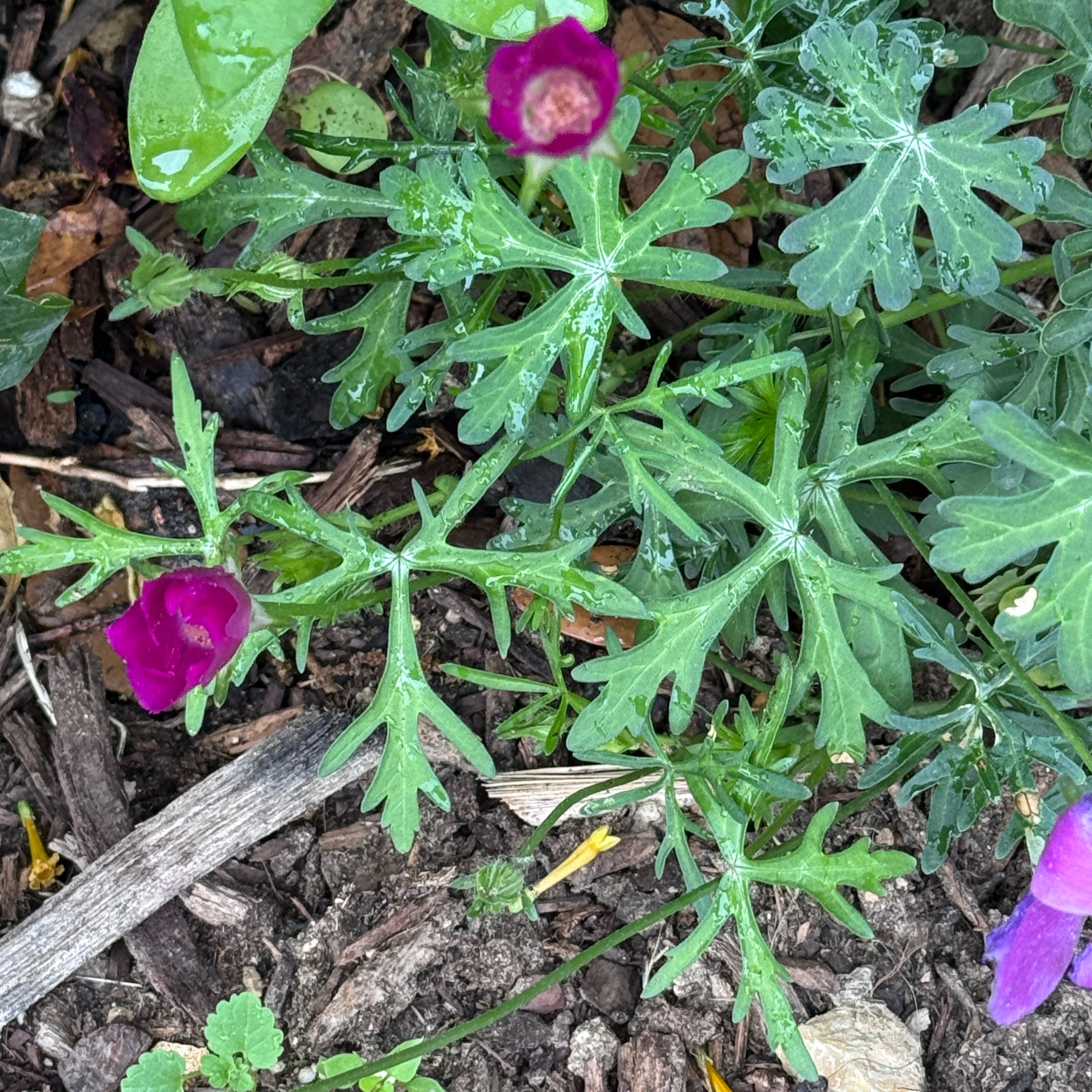 Photo of the plant species Wine Cup by @5texasroses named Orwell on Greg, the plant care app