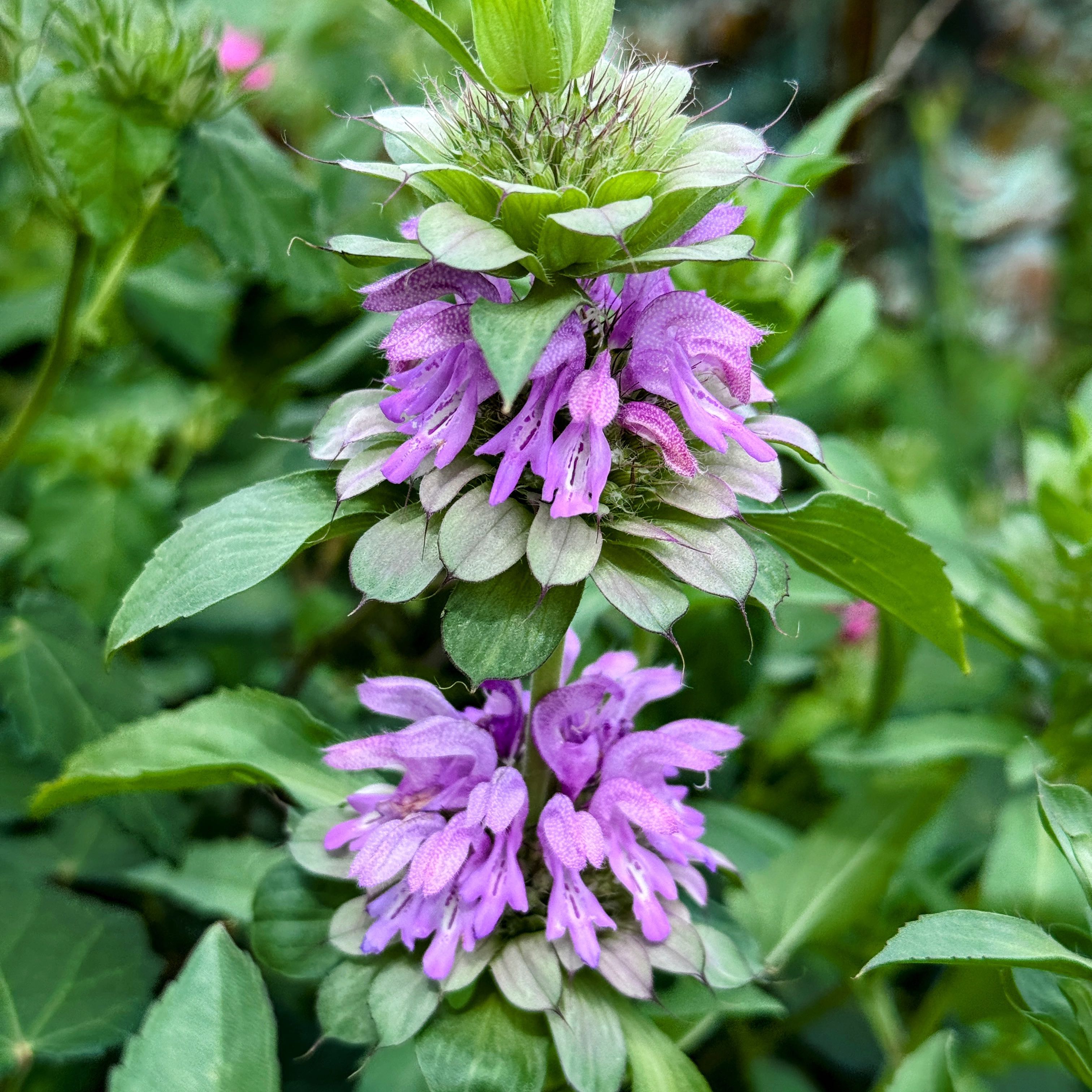 Photo of the plant species Lemon Bergamot by @5texasroses named Beebalm yes on Greg, the plant care app