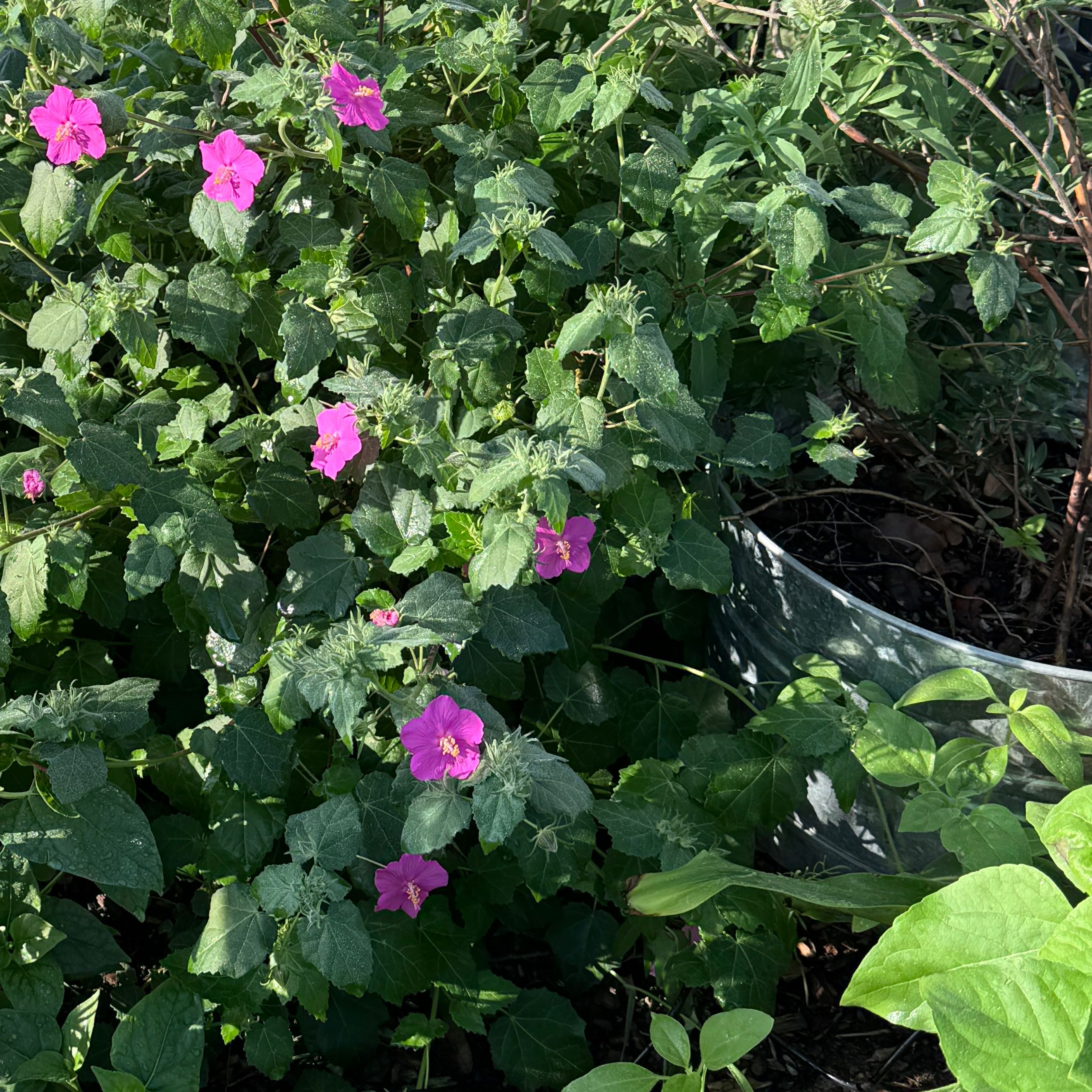 Photo of the plant species Pink Rockrose by @5texasroses named Zeus on Greg, the plant care app